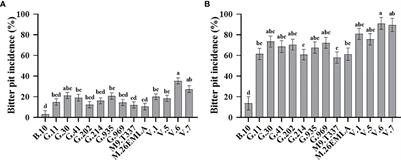 Rootstock effects on bitter pit incidence in ‘Honeycrisp’ apples are associated with changes in fruit’s cell wall chemical properties